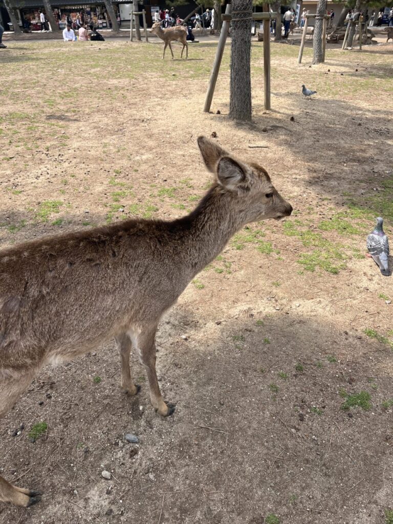奈良公園